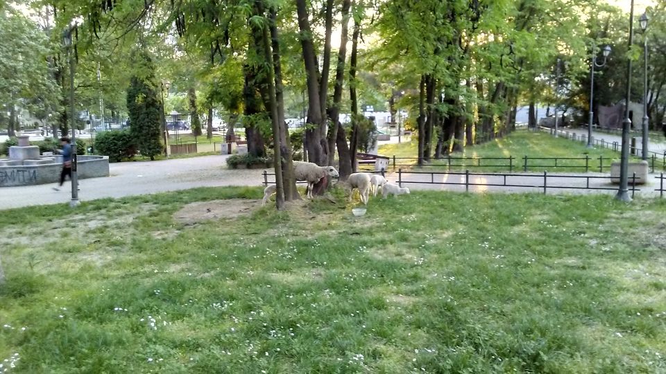Урбан Парк во Центар го пасат овци (ФОТО)