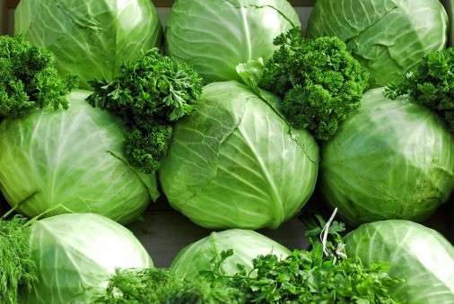 Замјоделците бараат пролетна зелка бараат да се откупува за 10 денари килограм