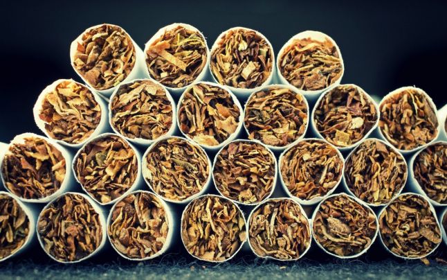 Откупувачите бараат 26 000 тони тутун, лани имаше само 15 000 – Колку ќе тежи реколтата за 2024?