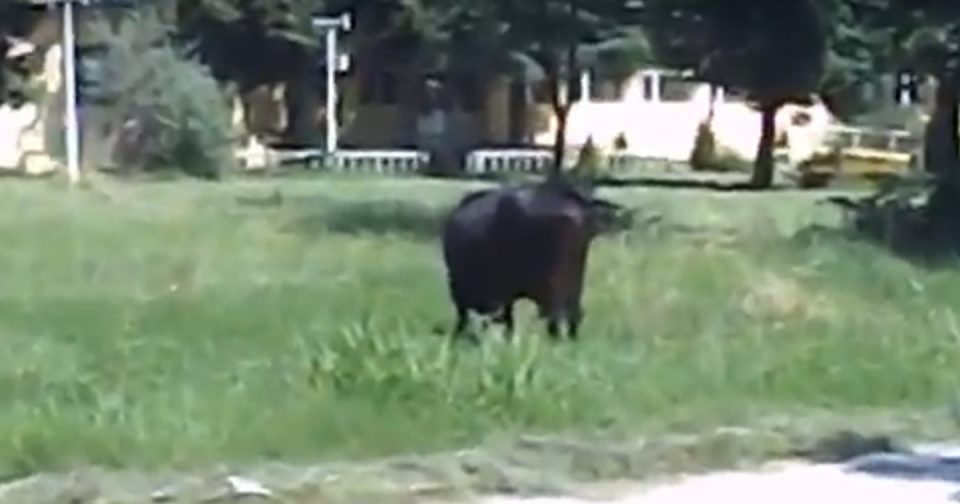 БОЛНИЦАТА НАПЛАЌАЛА ЗА УСЛУГАТА ПАСЕЊЕ КРАВИ: Крави пасат во дворот во болницата во Бардовци (ВИДЕО)