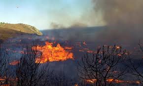 Најмалку 50 загинати во пожарите во Грција, се стравува дека бројката ќе расте