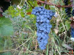 Лозарите бараат откупна цена на грозјето според шеќерните единици, кај надлежните сè уште молк