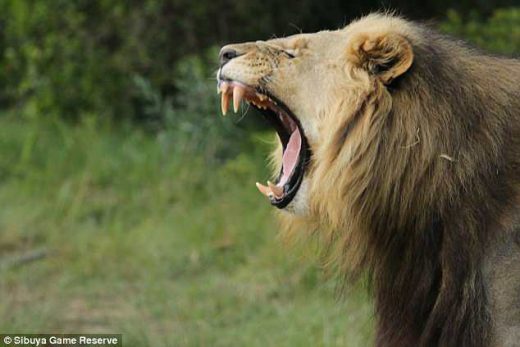 Влегле во резерват да убиваат носорози, но налетале на гладни лавови