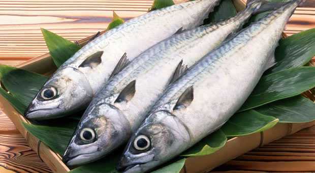 Потпишани договори за концесија на рибите за организирање рекреативен и вршење стопански риболов на сите риболовни води во државата