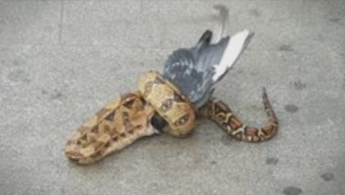 Минувачите гледаа како змија јаде гулаб