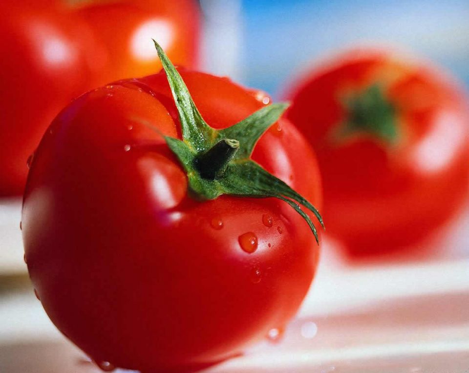 Македонија 27-ма по извоз на домати во светот, 33-та по извоз на лубеници