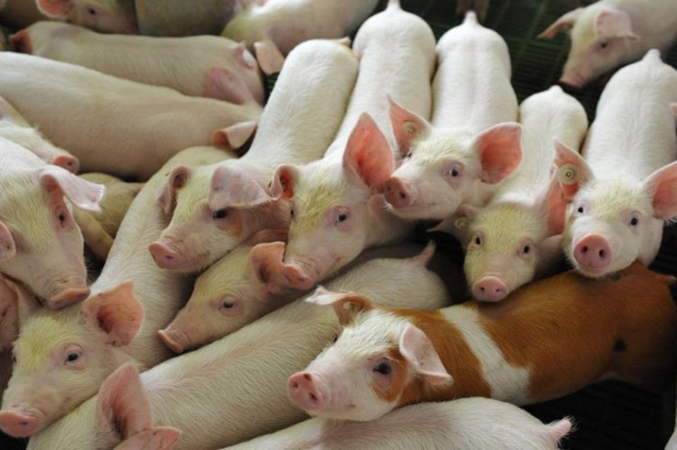 Свинска чума ` се заканува на Западна Европа