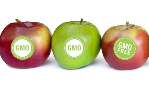 Нема потврда од науката дека ГМО се штетни