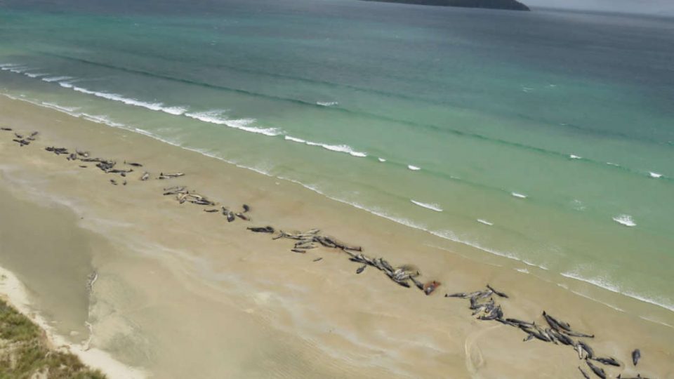 Поразителна слика: Угинаа 145 делфини откако се насукаа на брег