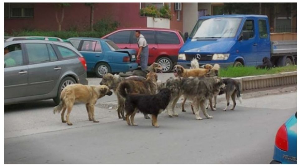 Град Скопје ќе формира јавно претпријатие за третман на уличните животни