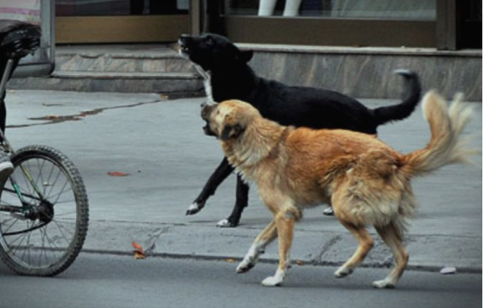 Дете и девојка искасани од кучиња во Центар