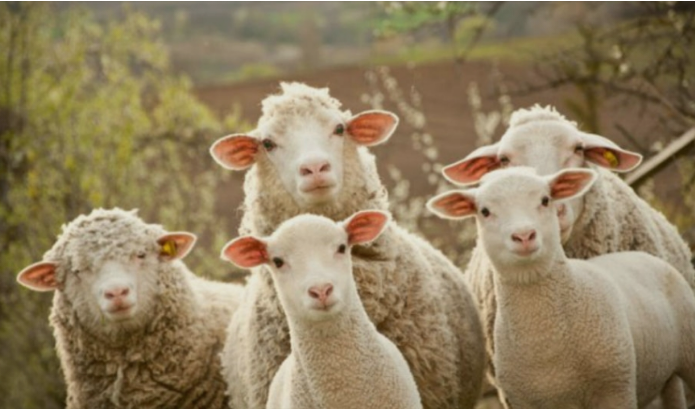 Овчарите не сакаат субвенции, туку соодветна цена за јагнето
