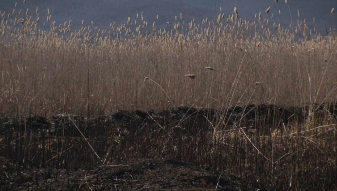 Основното јавно обвинителство Струга поведе постапка против две лица за сечење на трската од езерското крајбрежје