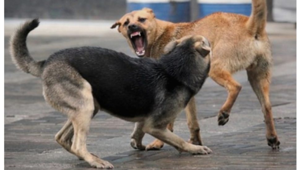 Двајца скопјани каснати од куче
