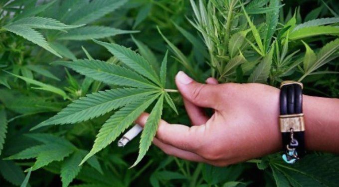 Владата демантираше, Заев потврди дека отворена е дебата за легализација на марихуаната во туристички места