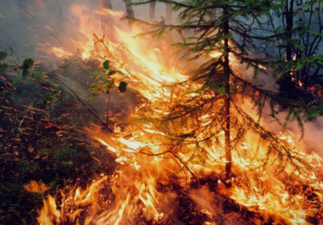 Пожари беснеат низ Македонија, а власта ништо не презема