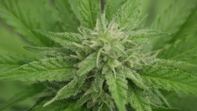 Власта брза да дозволи извоз на цвет од марихуана