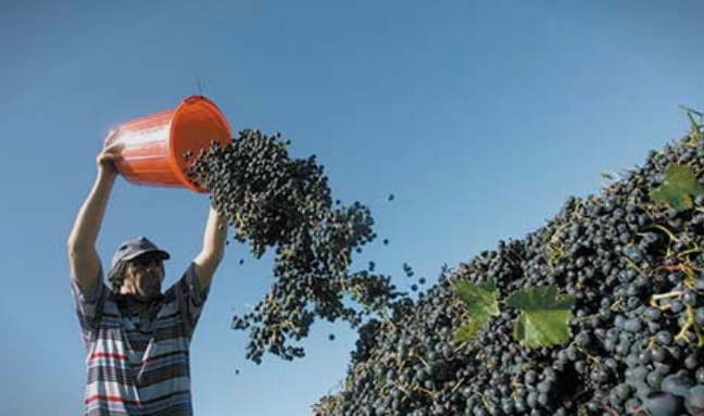 Трипуновски: Љупчо Николовски и СДСМ ги излажаа лозарите