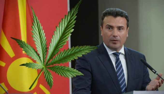 СДСМ и Заев штанцаат лиценци за одгледување на канабис на свои блиски лица