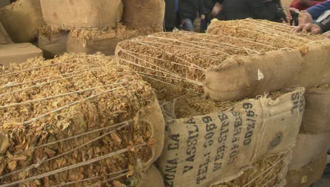 Трипуновски: Заев лажеше, за два месеци увезени се 1 милион килограми тутун, а домашниот стои неоткупен