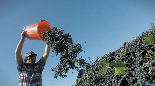 Лозари бараат средба со новиот министер за земјоделство