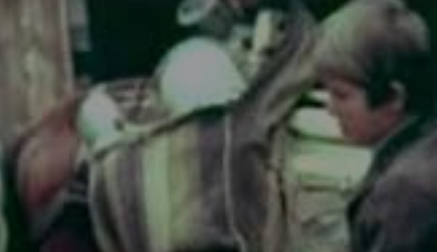 ФОТО: Игор Џамбазов после 46 години повторно се сретна со коњот Дорчо од „Волшебното самарче“