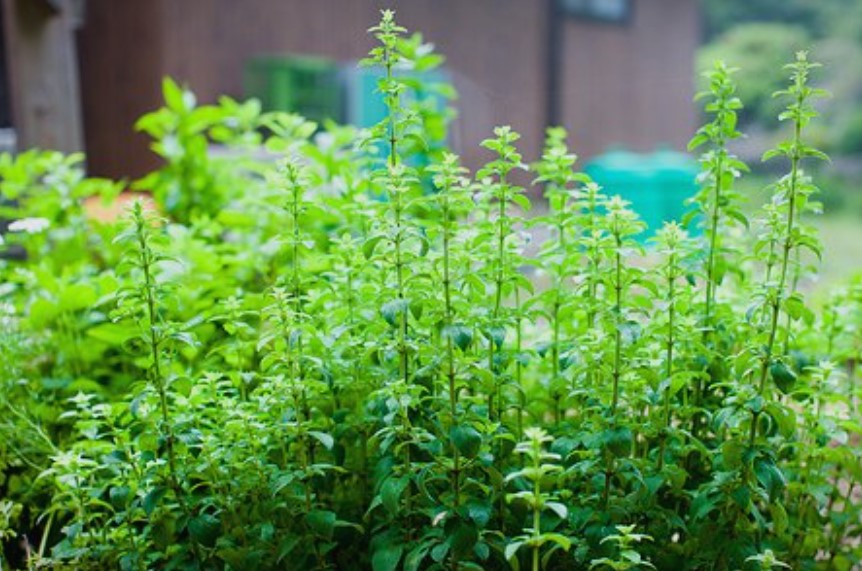 Ова е најздравиот чај на светот: Спречува сѐ – од обична настинка до канцер