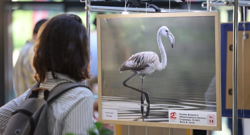 НАД 230 ИЛЈАДИ ДЕНАРИ СОБРАНИ ВО ХУМАНИТАРНАТА АУКЦИЈА НА ПРОКРЕДИТ БАНКА НА ФОТОГРАФИИ ОД РЕТКИ ПТИЦИ ОД МАКЕДОНИЈА