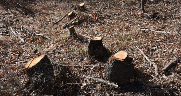 Фатен дрвокрадец во скопско