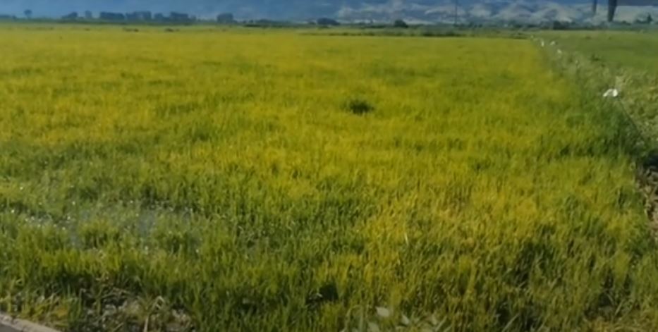 Приносот на ориз годинава ќе биде намален за 60%