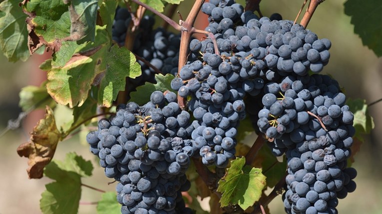 МЗШВ: Исплатени 199,4 милиони денари како дополнителна поддршка кон 5.851 лозаропроизводител