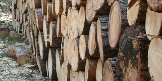 Во септември цената на огревното дрво пак може да дојде до 100 евра за кубик