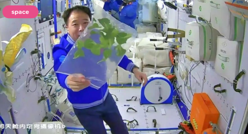 Кинеските астронаути ги обраа марулата и патлиџаните одгледани во вселената – и се вратија дома