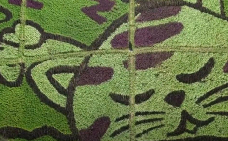 Тајландски фармер од посеви со ориз прави уметнички дела со мачки