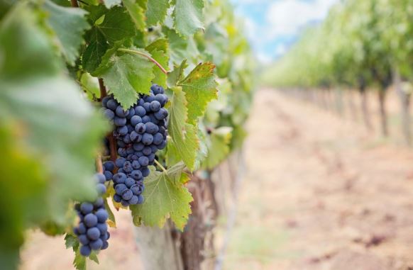Лозарите ќе добијат по 60.000 денари по хектар за семејни земјоделски стопанства за винско грозје
