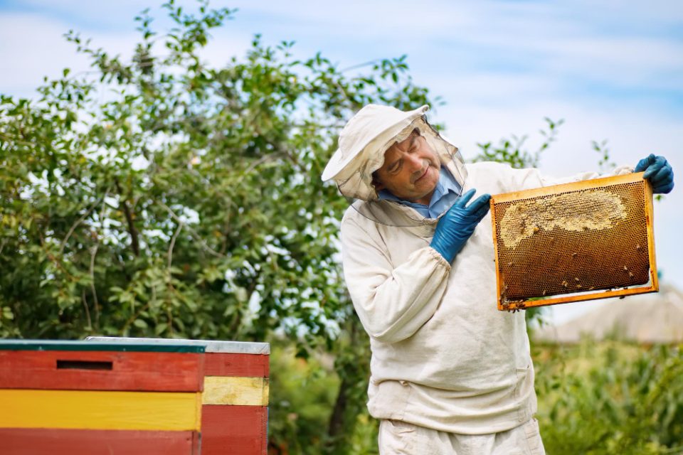 Пчеларите најдоа нов начин на заработка