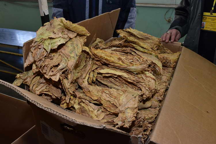 Откупот на тутунот заврши со неполни 15 000 тони, неопходни се законски измени