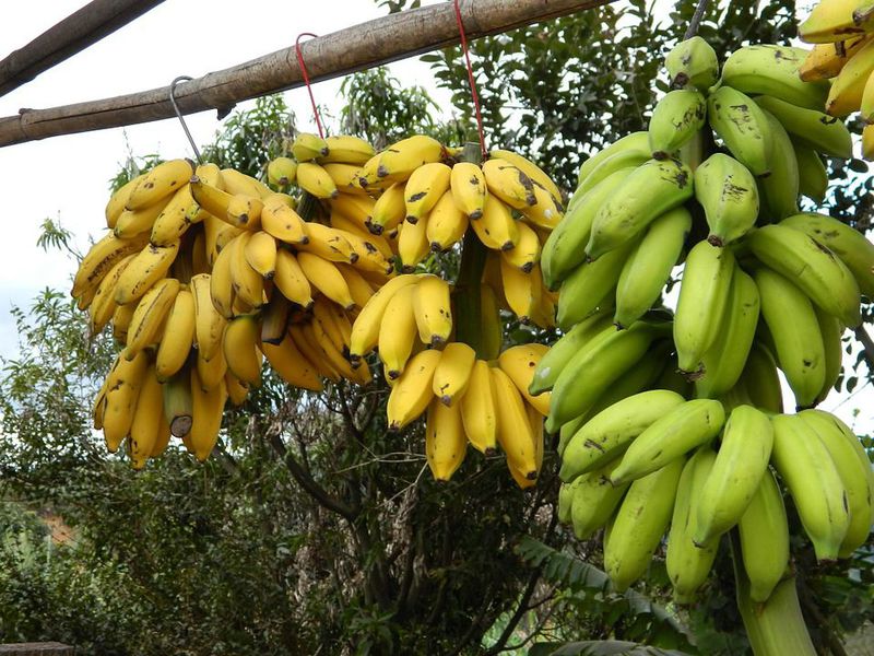 Нема веќе евтино овошје – поскапуваат бананите!
