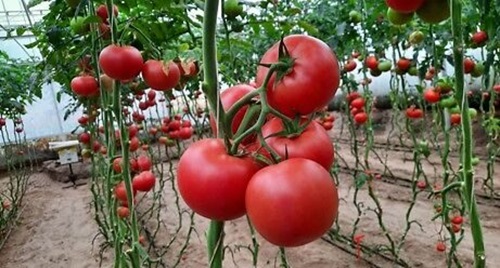 Производителите на домати ќе ја блокираат Струмица