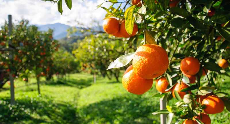 Кризата со сок од портокал води кон потрага по алтернативно овошје