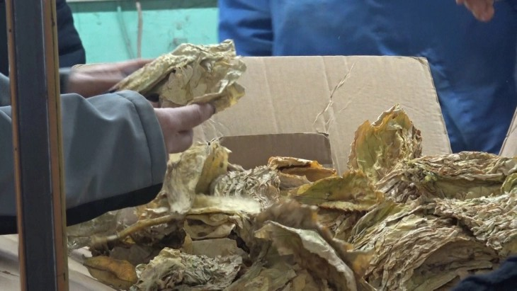 Откупен е половина од родот на тутунот